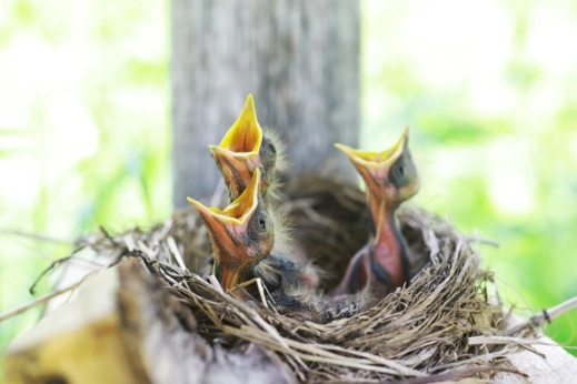 Baby birds open their mouths for food.