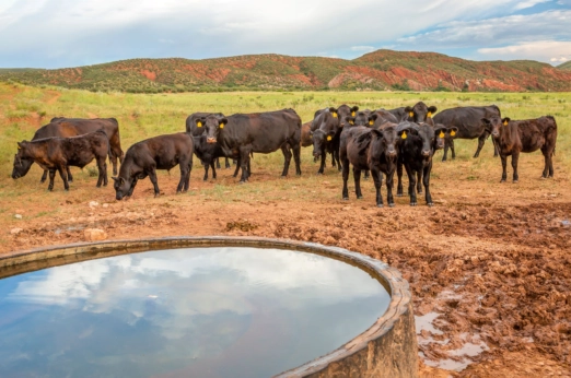 Livestock stand near a water tank.