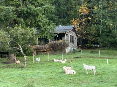 Sheep in front of a cabin.