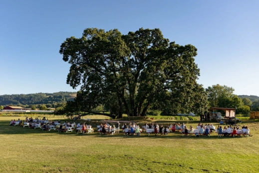 People sitting at tables in a field under an oak tree.