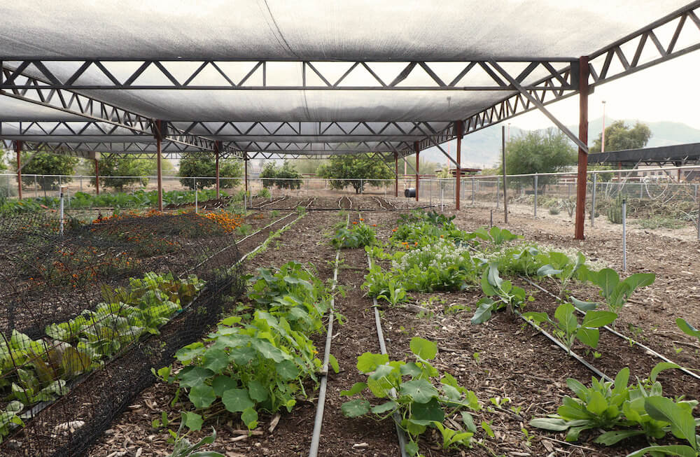 Crops growing