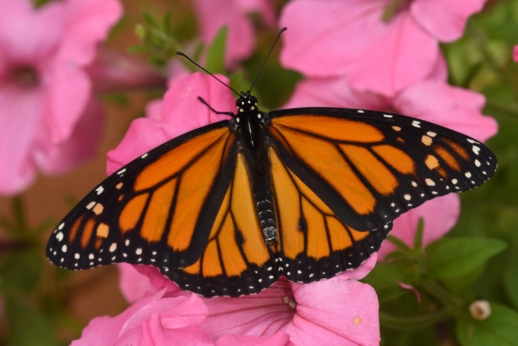An adult monarch.