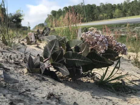 A milkweed plant grows along an FDOT roadway.