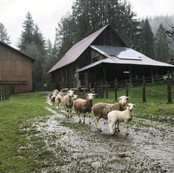 Sheep in the rain in front of a barn. 