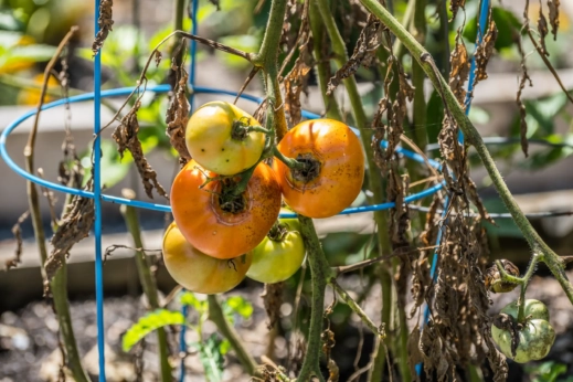 Tomatoes on an aging tomato plant.
