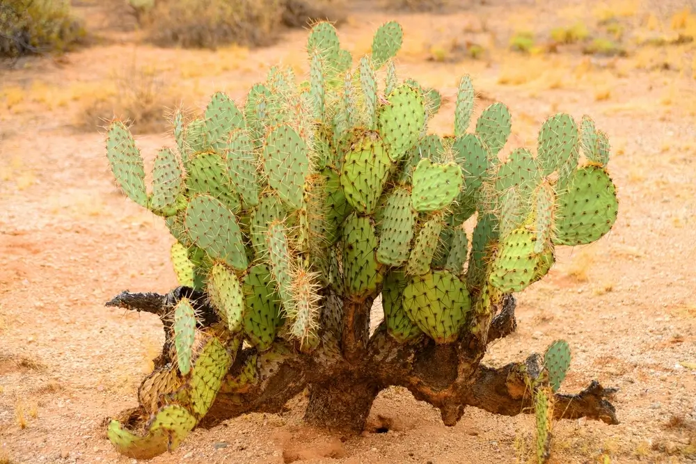 Cactus