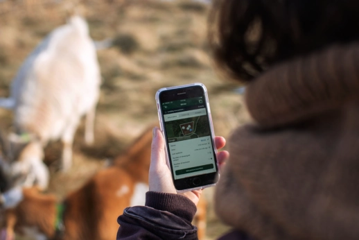 Ranchers Embrace Virtual Fencing for Greener Pastures 