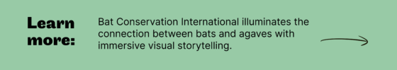Learn more: Bat Conservation International illuminates the connection between bats and agaves with immersive visual storytelling.
