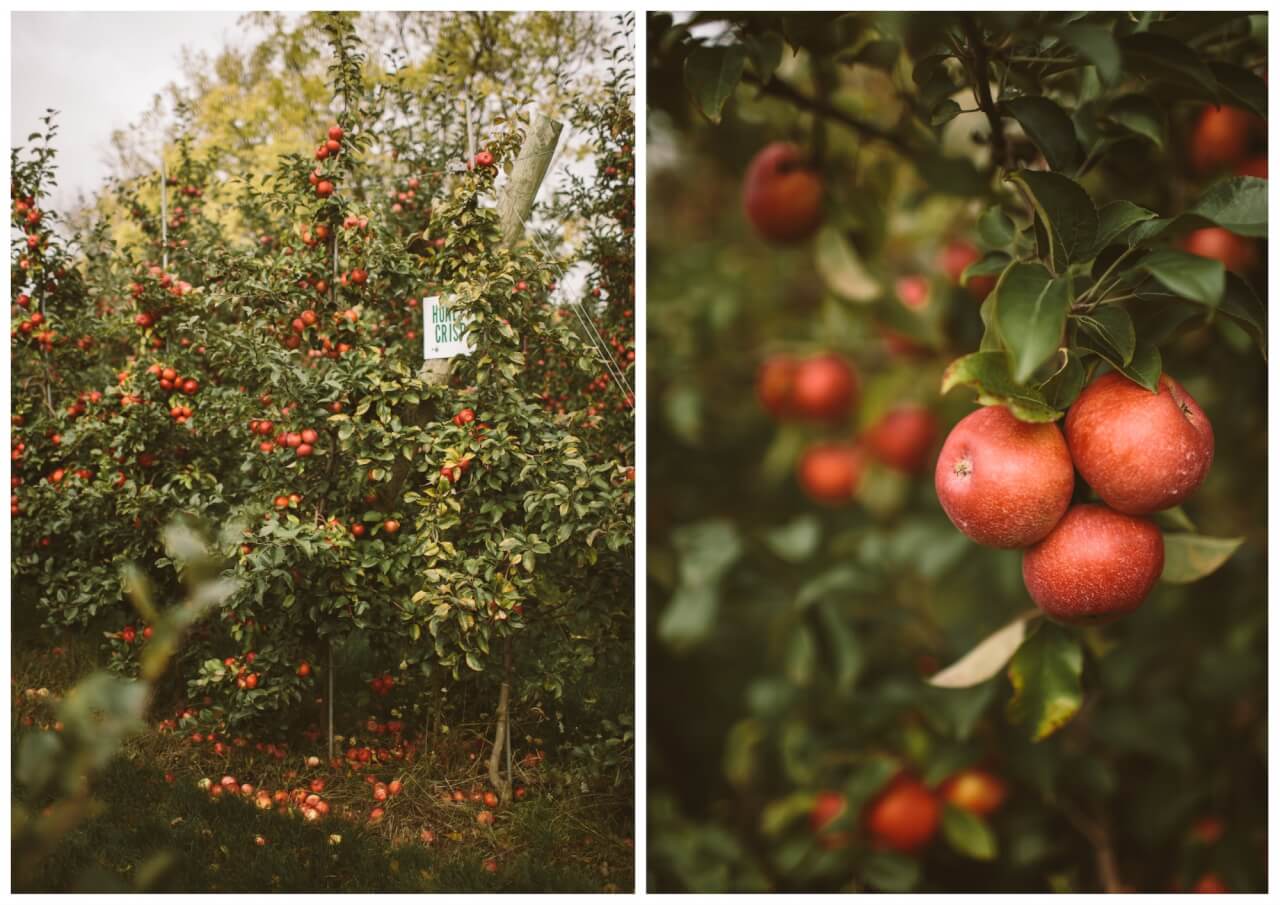 Fruit trees