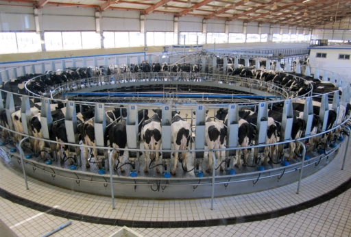 Dairy cows being milked.