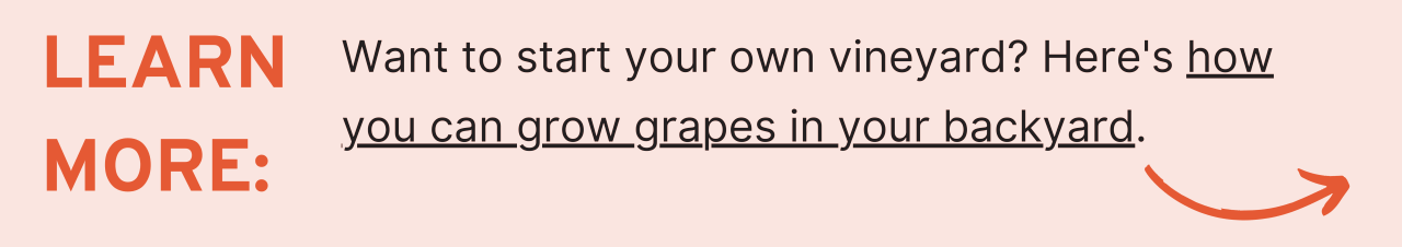 Learn More: Want to start your own vineyard? Here's how you can grow grapes in your backyard.