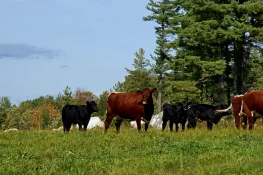 Cattle graze on a farm in Maine.  (Shutterstock photo)