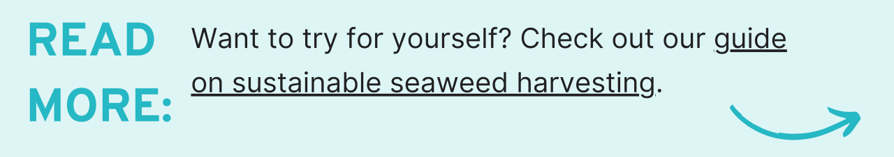Read More: Want to try for yourself? Check out our guide on sustainable seaweed harvesting.