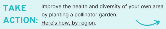 Take Action: Improve the health and diversity of your own area by planting a pollinator garden. Here’s how, by region.