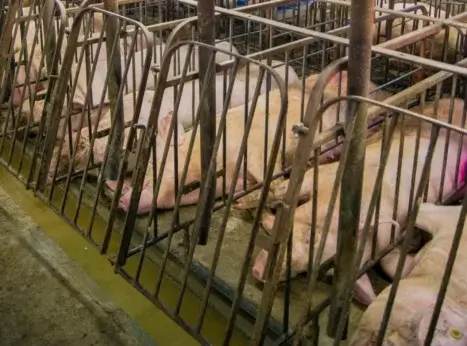 Pigs in crates.