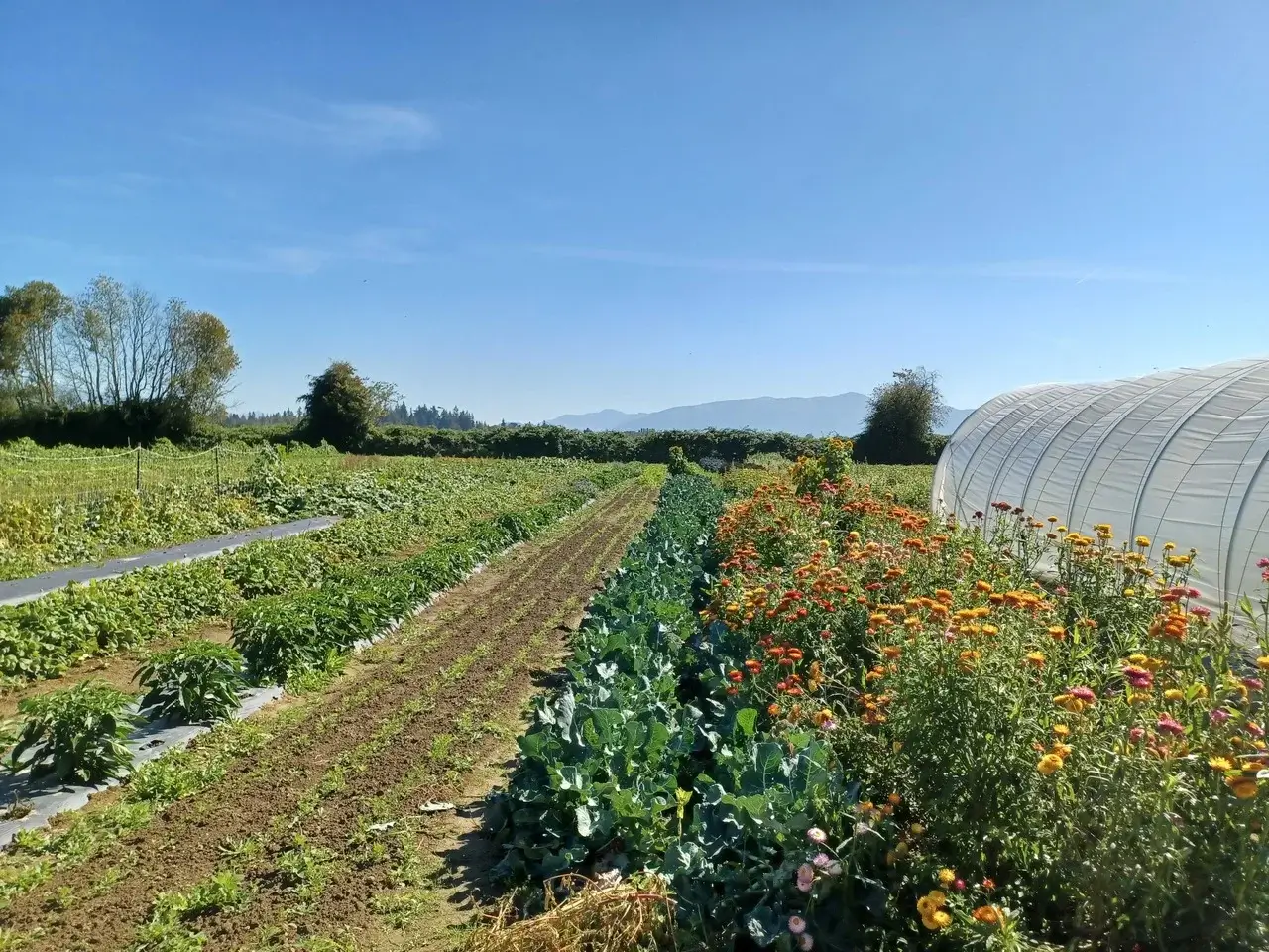 The fields at Viva Farms.