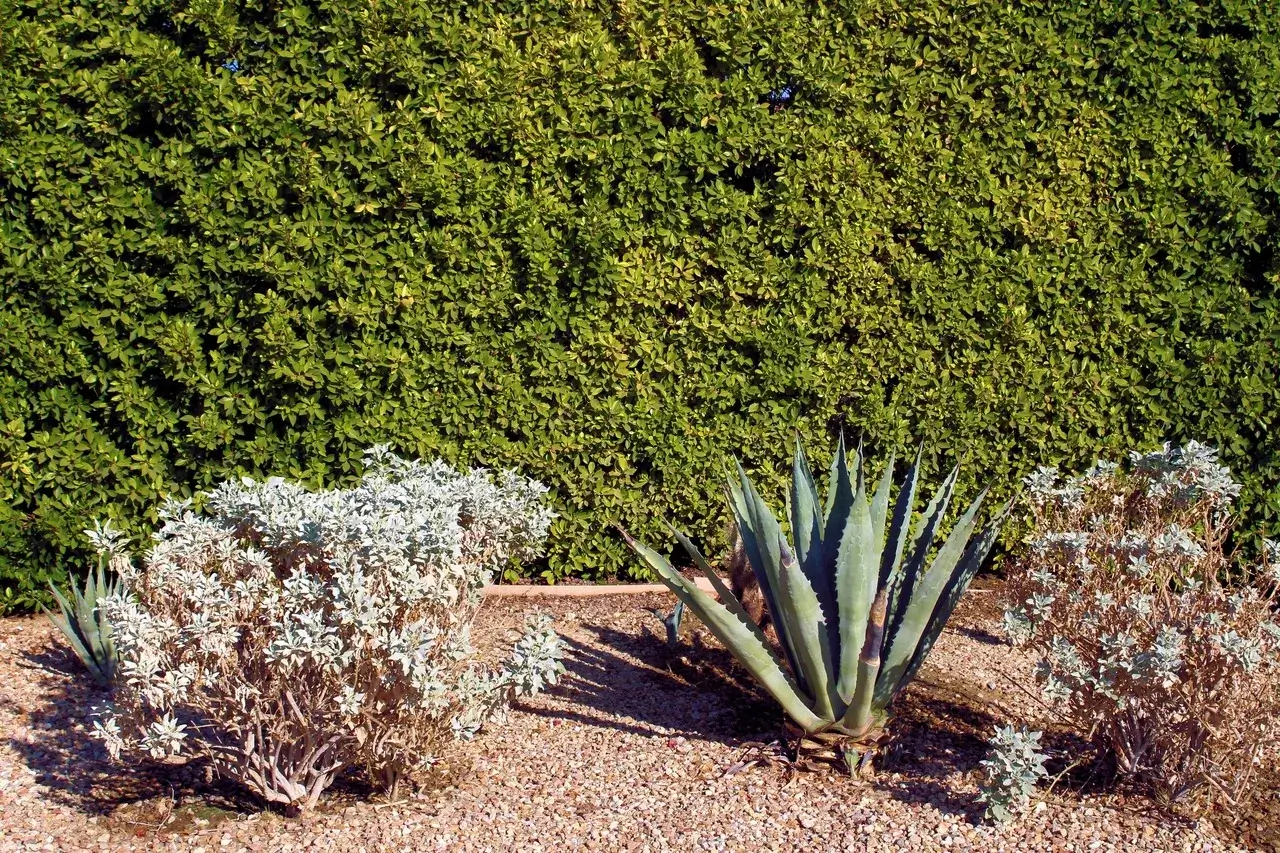 Sage and agave plants.