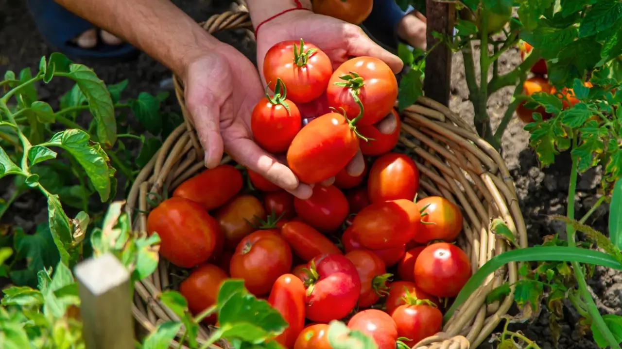 Close up of a gardener's hands displaying freshly picked, ripe, oval shaped, shiny, bright red skinned fruits over a large wicker basket full of fruit.