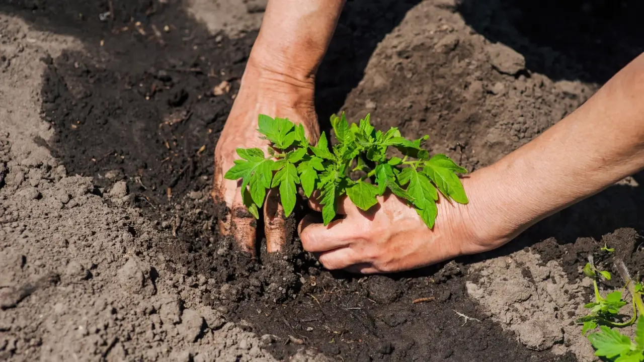 Female hands plant a young tomato seedling with bright green foliage consisting of oval, serrated leaflets growing in clusters on an upright stem in moist brown soil in a garden bed.