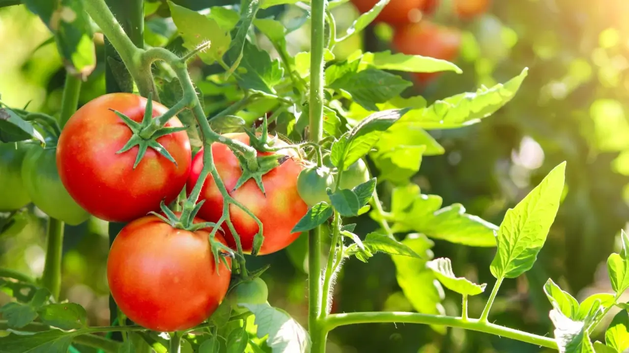 Close-up of ripe, large, round fruits with bright red, glossy skin growing in a cluster on a sturdy stem among bright green, lobed foliage.