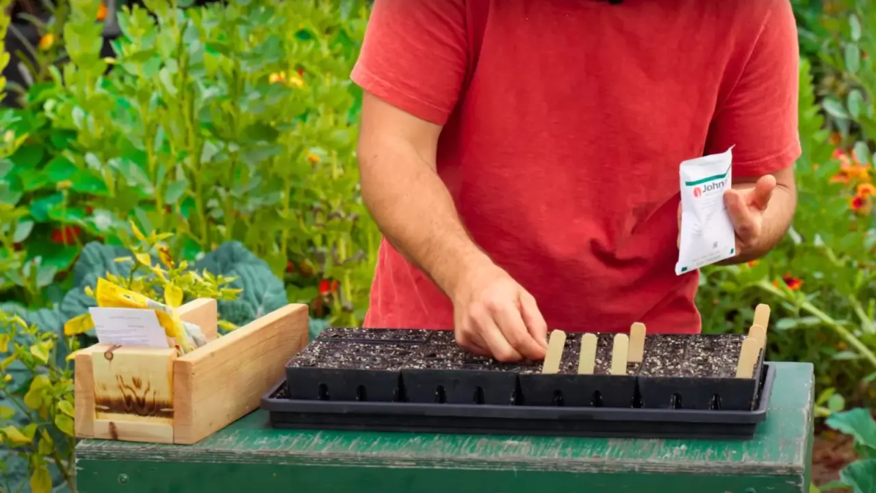 A gardener in a red T-shirt sows tomato seeds from a package into seed starting trays filled with soil and wooden sticks, on a green wooden table, in the garden.