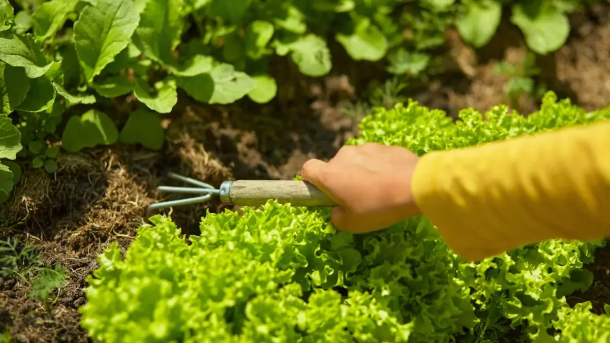 Close-up of a gardener's hand spreading mulch with a small rake among rows of crops including curly lettuce and radishes in an effort to reduce grocery costs.
