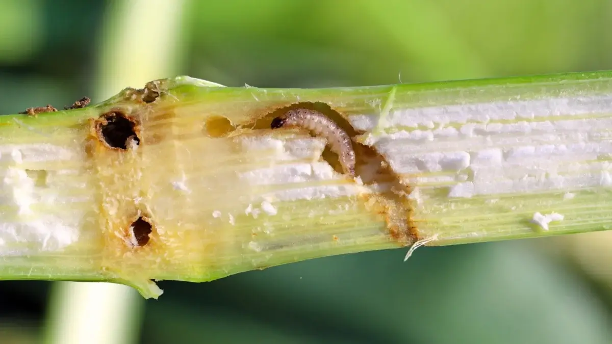 Caterpillar of The European corn borer with its soft, elongated, pale brown body that burrows into the corn plant - the agricultural pest is back.