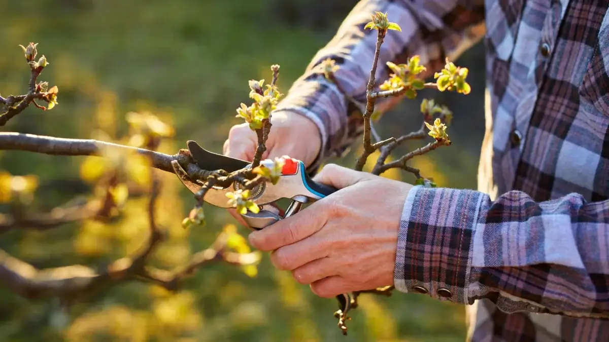 Gardener in a checkered shirt pruning fruit tree with young green shoots emerging on bare branches using pruning shears in a sunny spring garden.