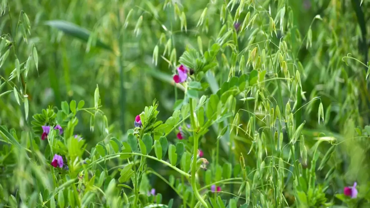 Intercropping combos with growing vetch and oats in a field, close-up.