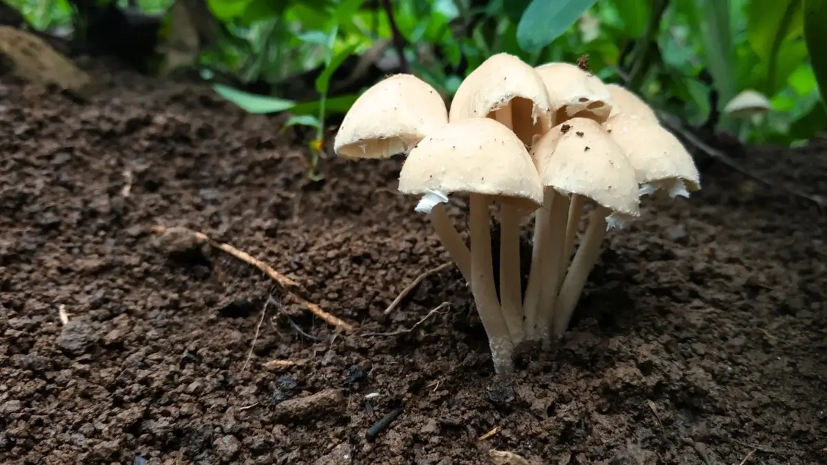 Close up of white mushrooms on thin stems growing in a group in damp garden soil to improve it.