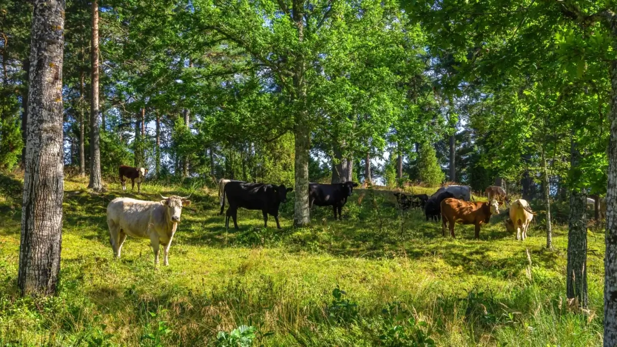 A herd of cows in shades of white, black and brown graze on silvopasture between large lush trees.