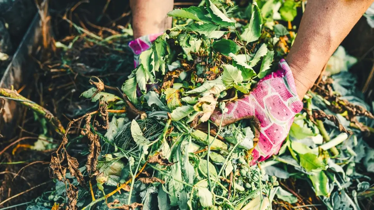 Close-up of female hands composting agricultural waste, various plant waste from harvested crops, to give it value.
