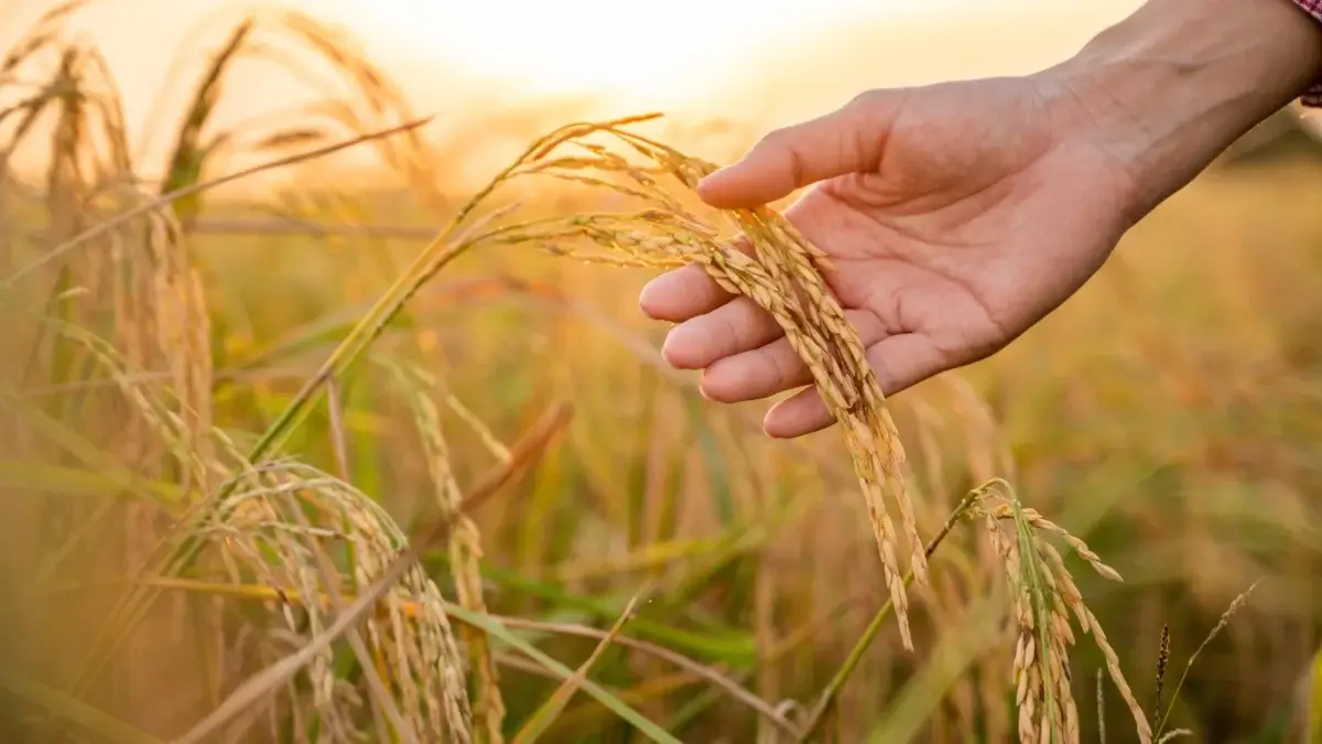 A close-up of a farmer's hand touching golden seed clusters of rice hanging from thin stalks in a sunny field - one of the climate resilient crops.