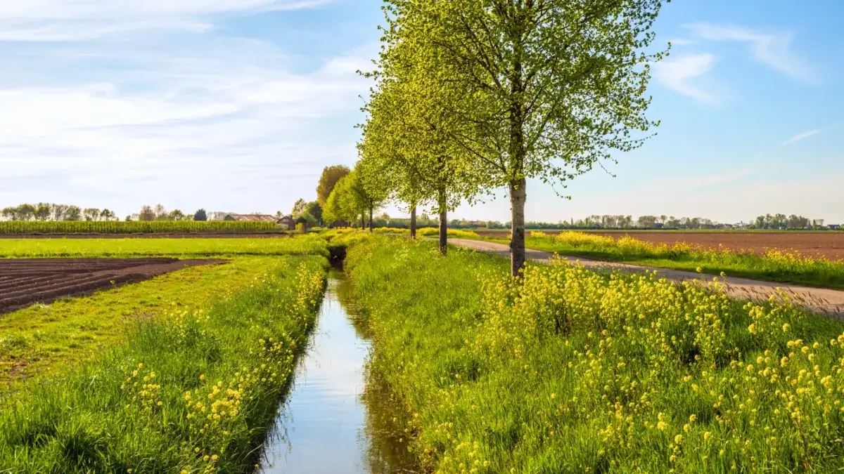 Fields separated by strips of dense green vegetation and water flow, serving as conservation buffers.