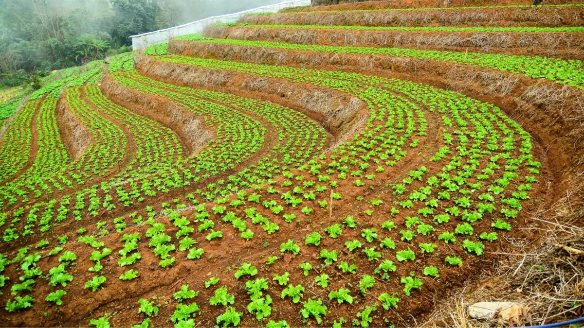 Contour planting, a large field with rounded wide rows of growing lettuce rosettes.
