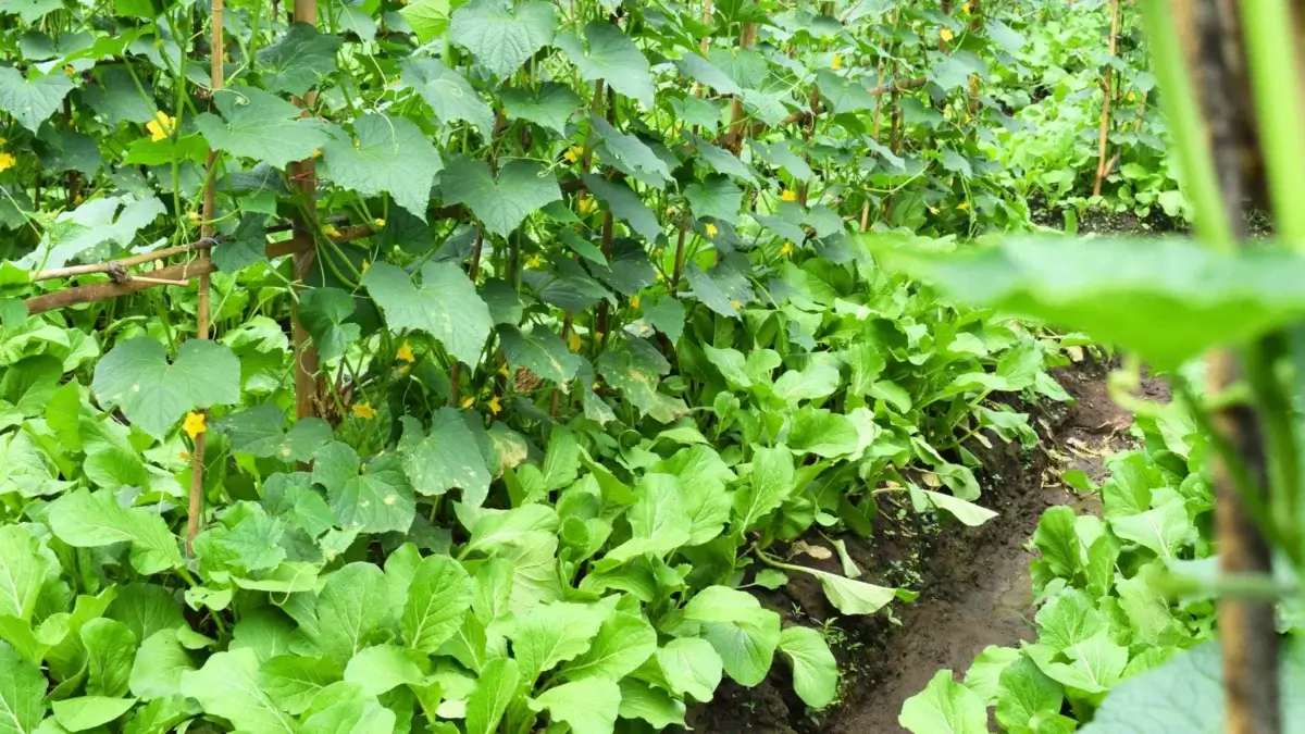 In the vegetable garden, cucumber plants grow on trellises with broad green leaves and small yellow flowers, in a bed next to abundant rows of Mustard Greens, acting as a trap crop to be planted in June.