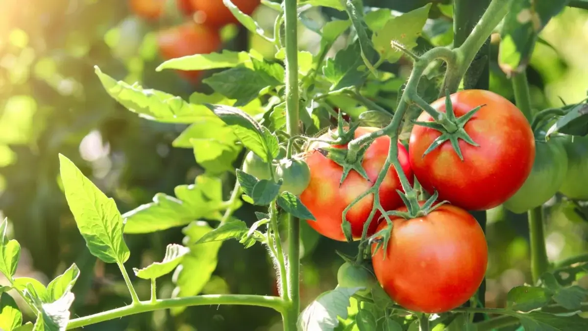 Ripening big red tomatoes nestled among bright green jagged leaves in a sunny garden, showing the rich color and firm texture typical of dry farm tomatoes.