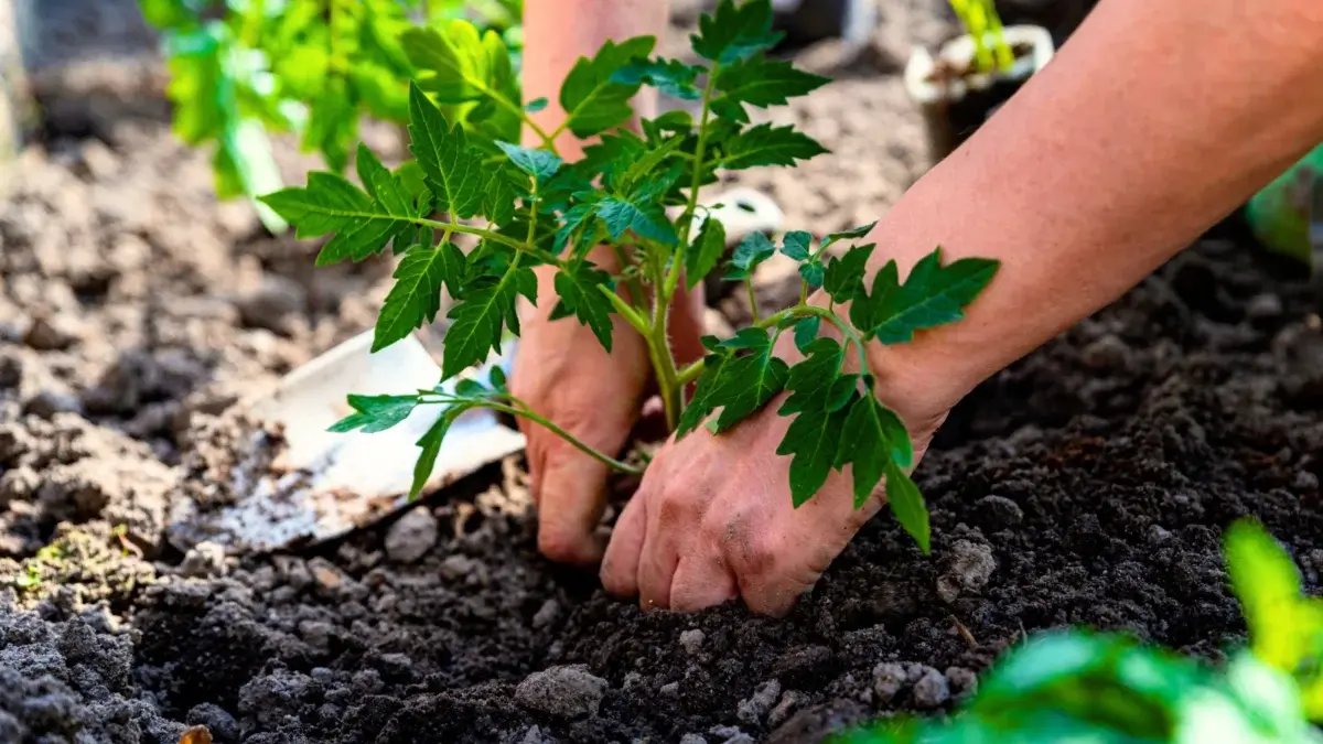 Close up of a man's hands planting a young tomato plant with bright green jagged foliage deep into the soil showing one of the farming hacks.