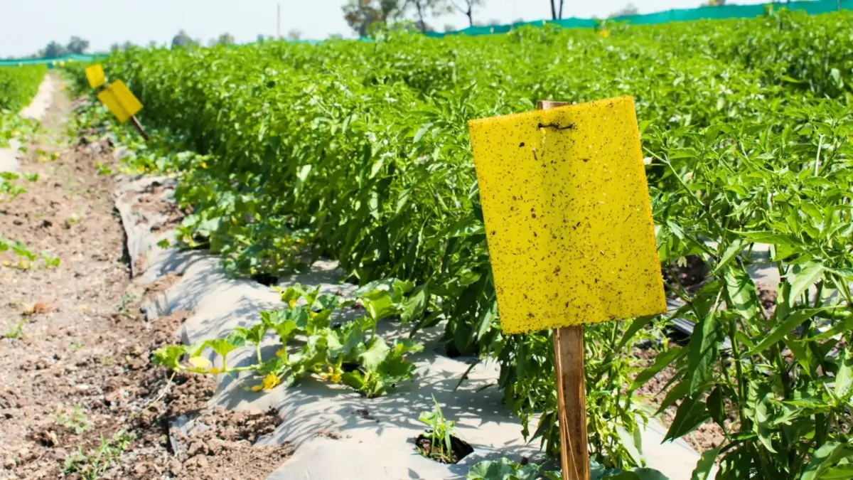 Integrated pest management farm. Vertical wooden stakes with sticky yellow sticks are inserted along a field of growing pepper and zucchini plants to attract pests.