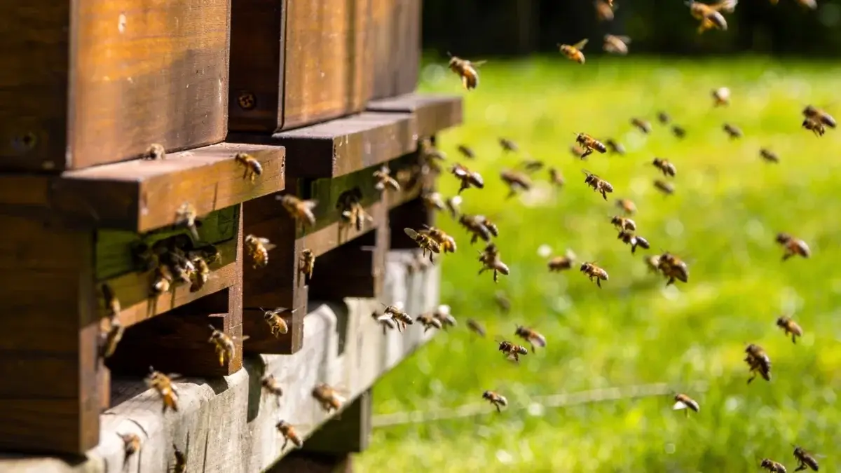 Protect honeybees from pesticides. Swarms of honey bees fly around the entrance to wooden hives in a sunny garden.