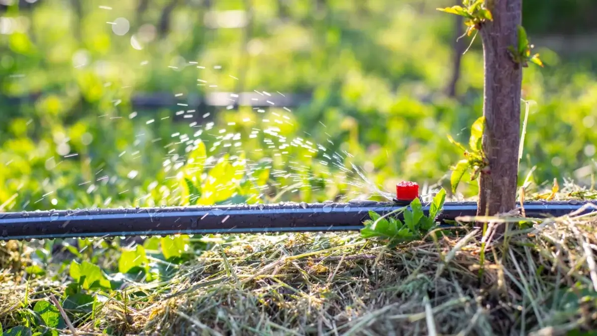 Close-up of a black drip irrigation tube, one of the basic small-scale farm tools, sending small streams of water down to the base of a young tree with mulched soil in a sunny garden.