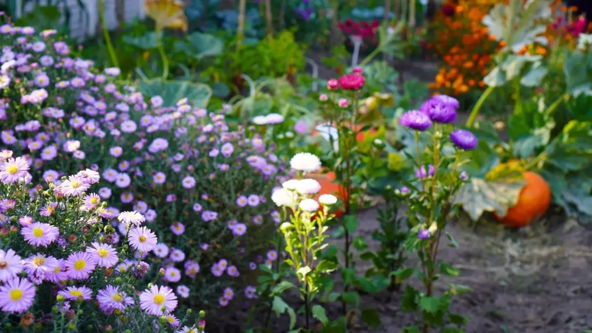 Vegetable garden with orange pumpkins and purple, bright orange, and pink flowers blooming around them.