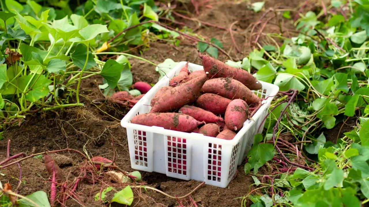 A white plastic crate sits on soil filled with fresh sweet potato tubers, oblong, irregularly shaped, pinkish-brown in color, beside vibrant green, lobed leaves.