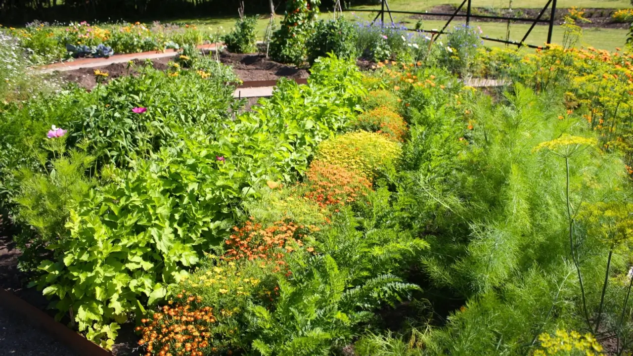 The lush, densely planted vegetable and flower garden includes rows of carrots, dill, marigolds, cosmos, climbers and more.