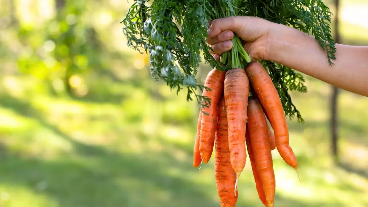 A woman's hand holds a bunch of ripe carrots with elongated, bright orange roots featuring blunt tips and lush green leafy tops, against a blurred background of a green sunny garden.