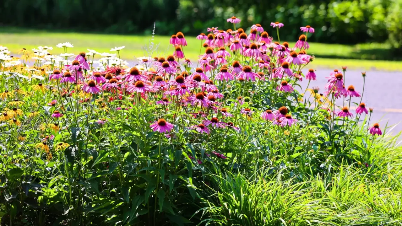Bright purple-pink coneflowers with copper cone-shaped centers bloom on tall stems among bright yellow black-eyed-susans with sunny, delicate petals surrounding black centers, in a sunny garden.
