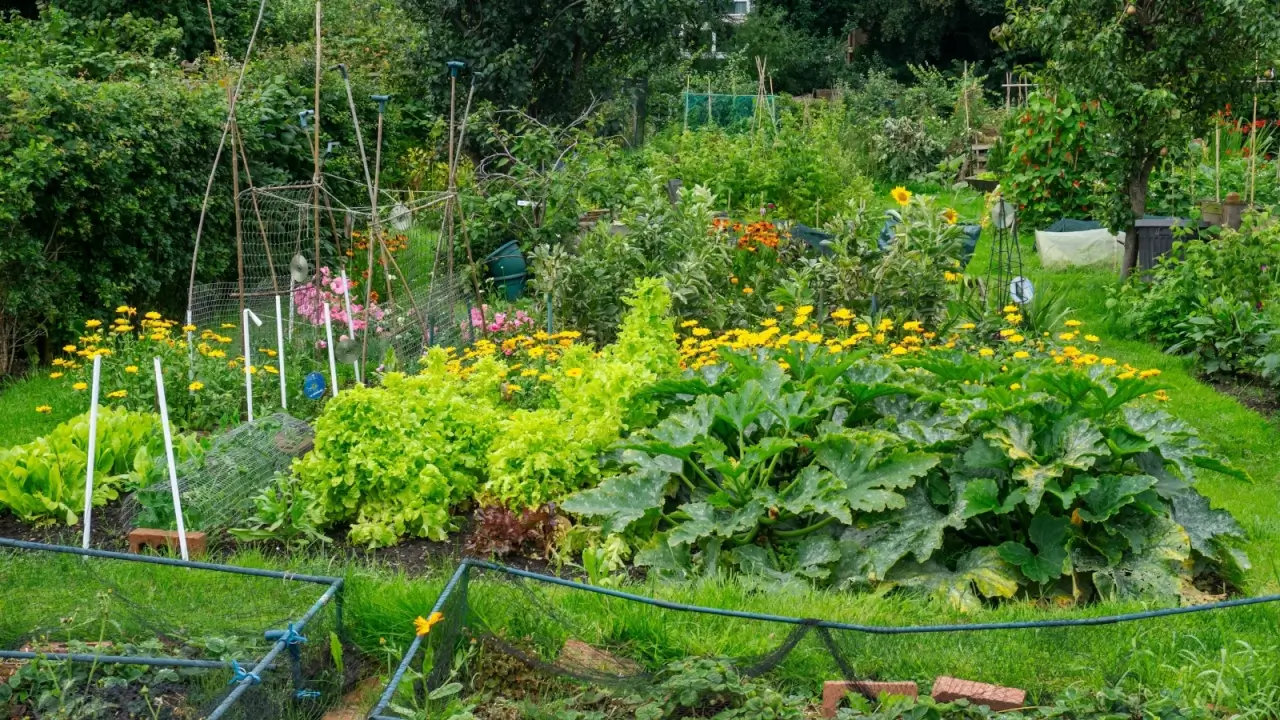 Large garden with a variety of layered plants including lettuce, zucchini, strawberries, sunflowers, marigolds, raspberry bushes, beans, fruit trees and more.