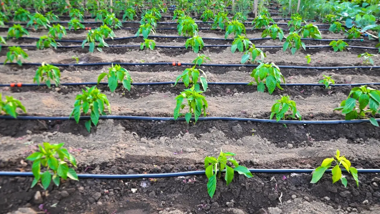 Drip irrigation system in the form of black hoses stretched along rows of growing young pepper plants with green foliage and vertical stems, in a vegetable garden.