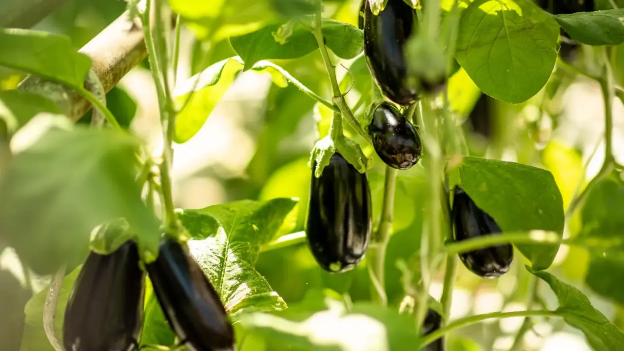 Shiny deep purple eggplants of varying sizes growing clustered on sturdy green branches surrounded by broad, slightly rough-textured leaves in a sunlit garden bed.
