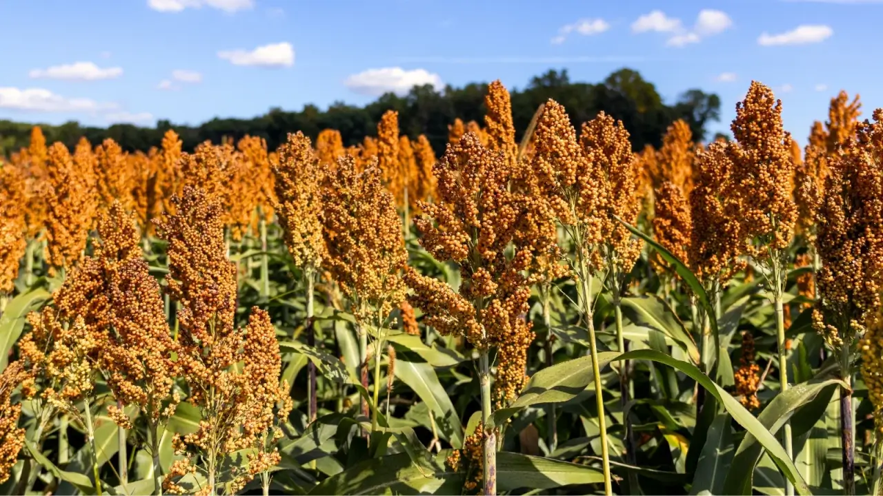 A wide field of tall, upright plants with elongated, broad green leaves and dense, reddish-brown seed heads growing in vertical inflorescences.